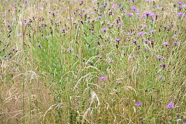 Brown knapweeds,