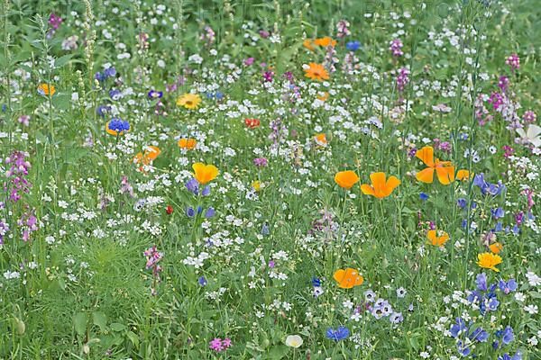 Flower meadow with California poppy,