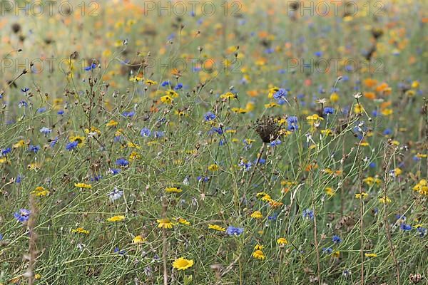Flower meadow with cornflowers,