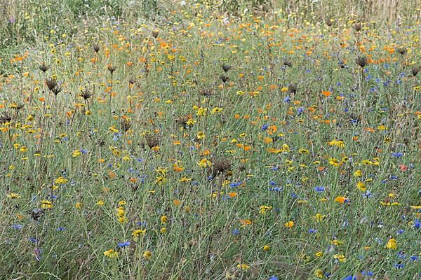 Flower meadow with cornflowers,