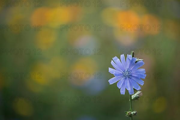 Common chicory,