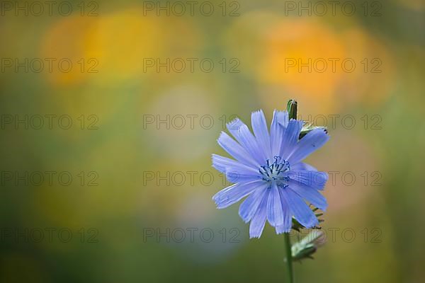 Common chicory,