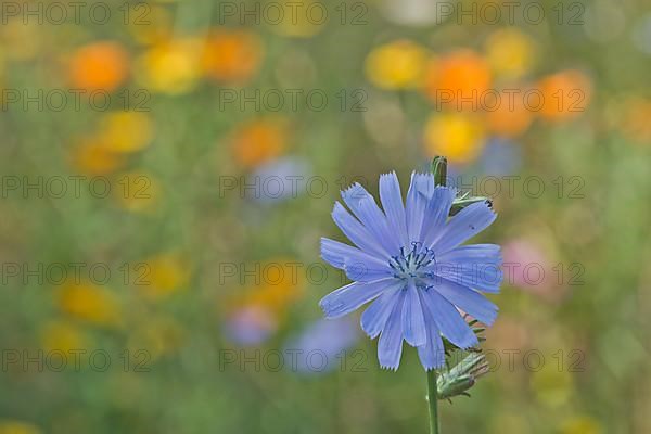 Common chicory,