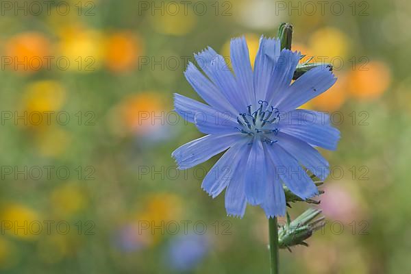 Common chicory,