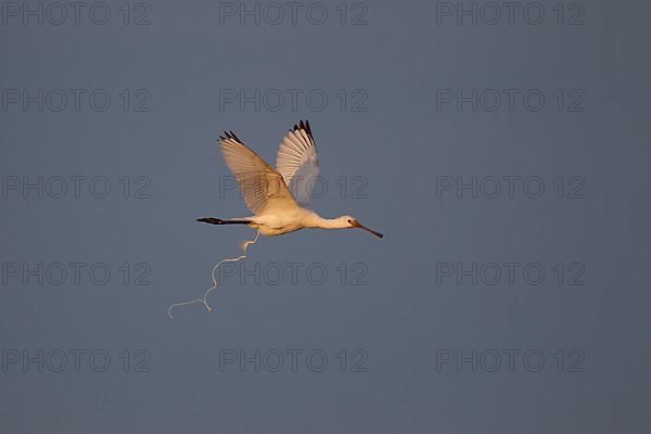 Eurasian spoonbill,