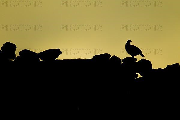 Red grouse,