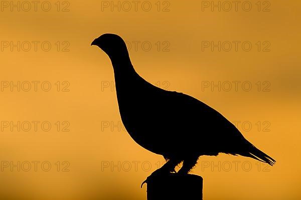 Red grouse,