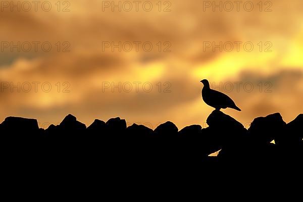 Red grouse,