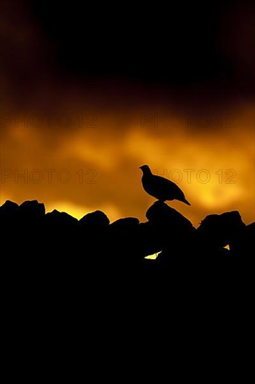 Red grouse,