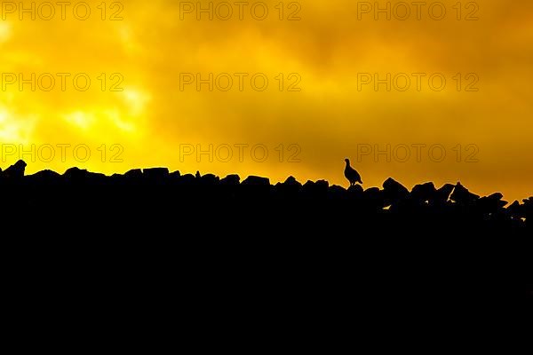 Red grouse,