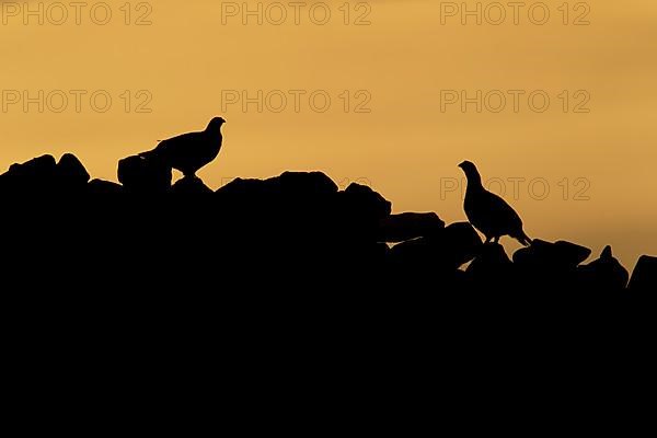 Red grouse,