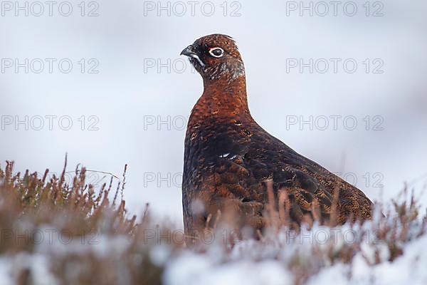 Red grouse,