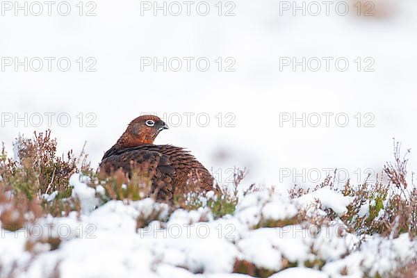 Red grouse,