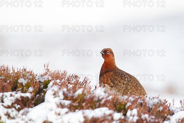 Red grouse,