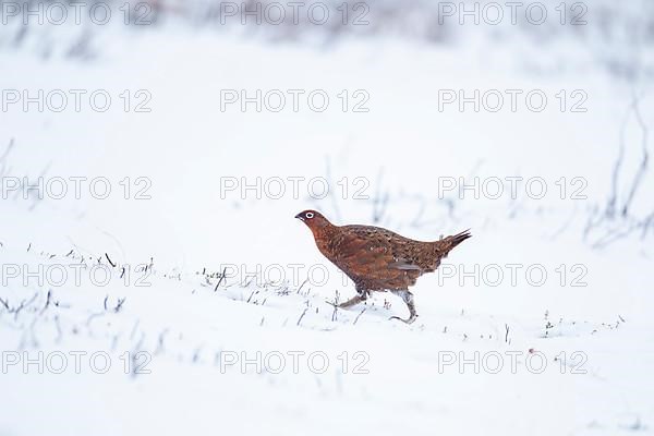 Red grouse,