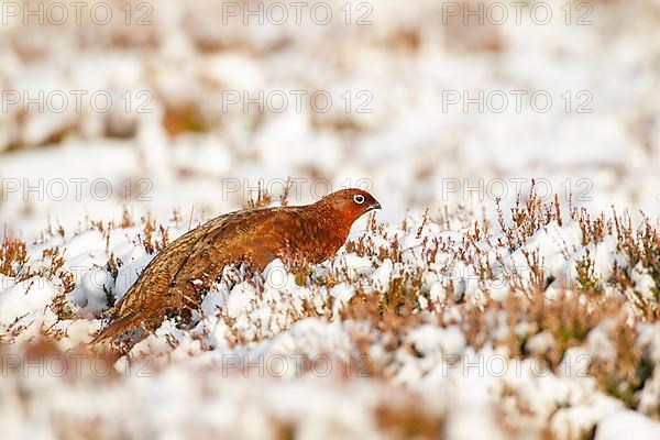 Red grouse,