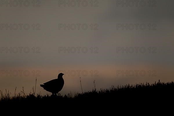 Red grouse,