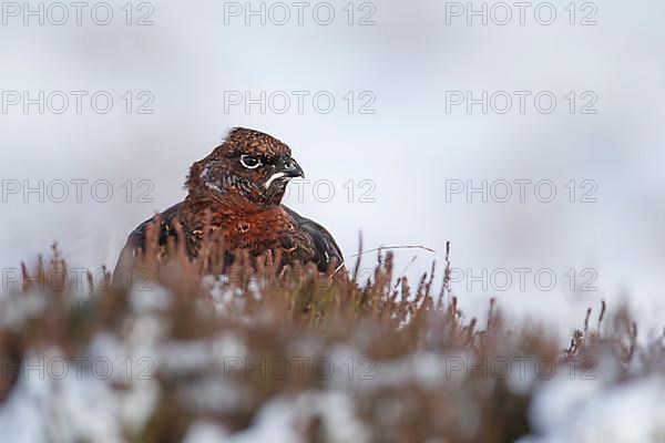 Red grouse,