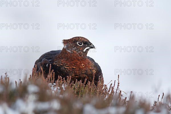 Red grouse,