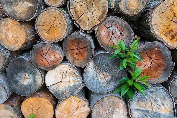 Firewood stack,