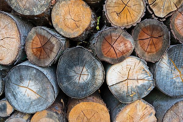 Firewood stack,