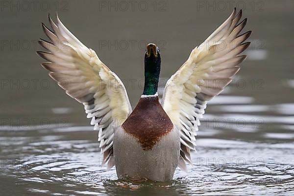 Mallard duck,