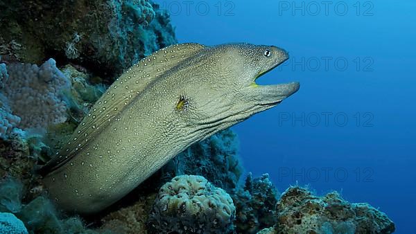 Close-up portrait of Moray with open mouth peeks out of its hiding place. Yellow-mouthed Moray Eel,