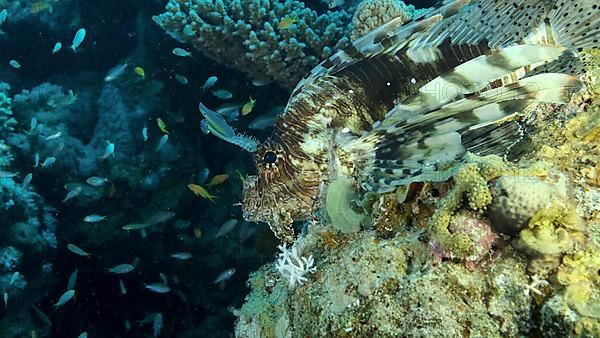 Large shoal of Miry's damselfish,