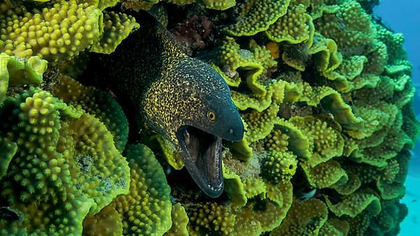 Yellow Edged Moray Eel,