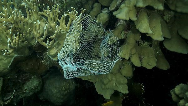 Discarded kitchen plastic storage net shopping hang down of coral reef. Plastic pollution of the ocean. Plastic mesh bag hanging on a beautiful coral reef. Red sea, Egypt