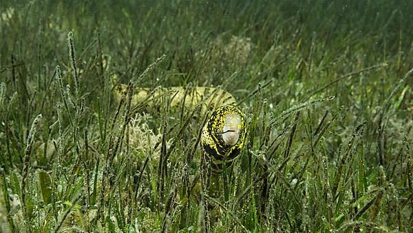 Close-up of Moray slowly swims in green seagrass. Snowflake moray,