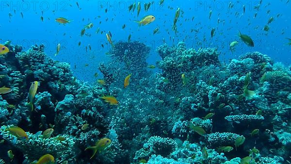 Massive school of Lyretail Anthias,