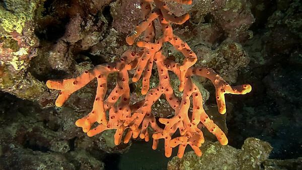 Finger-sponge in the cave. Red toxic finger-sponge,