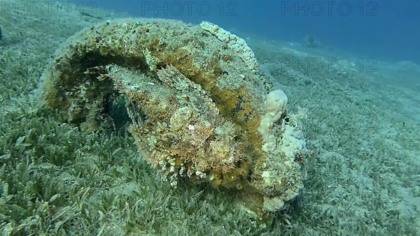 Scorpion fish lie on the reef. Bearded Scorpionfish,