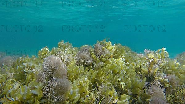 Dense thickets of red algae, brown algae and green seagrass in shallow water in the rays of sunlight. Underwater landscape