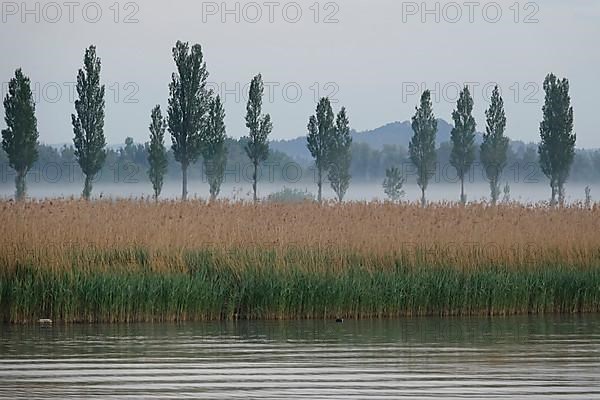 Morning atmosphere at Lake Constance near Radolfzell in May, morning fog