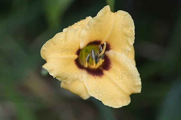 Daylily,