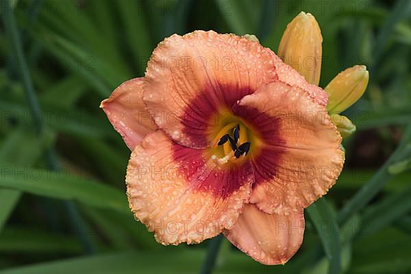 Daylily,