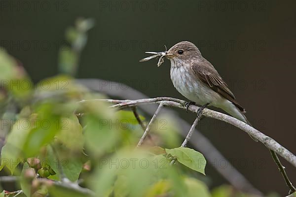 Spotted flycatcher,