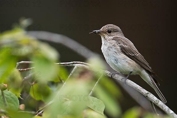 Spotted flycatcher,