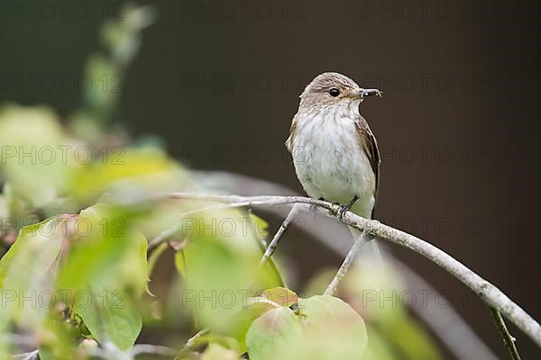 Spotted flycatcher,