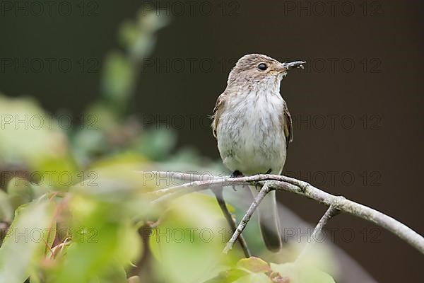 Spotted flycatcher,