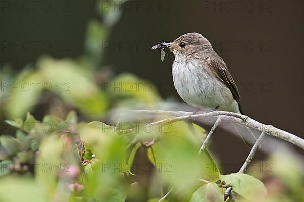 Spotted flycatcher,