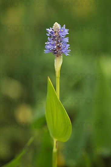 Pickerelweed,