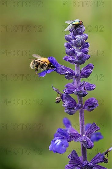 White-tailed bumblebee,