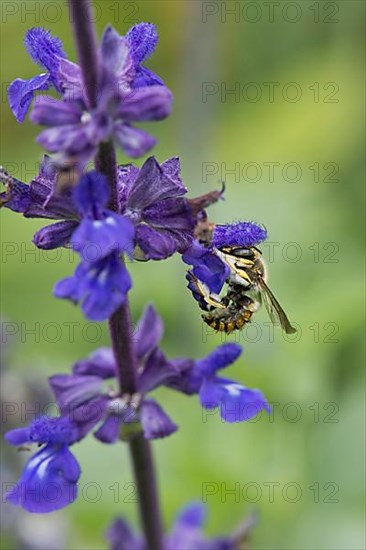 European wool carder bee,