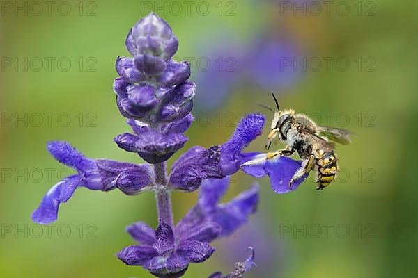 European wool carder bee,