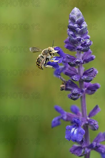 European wool carder bee,