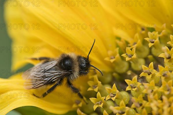 Large earth bumblebee,