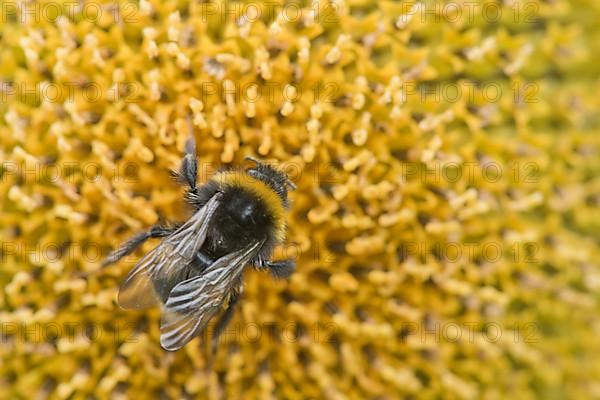 Large earth bumblebee,